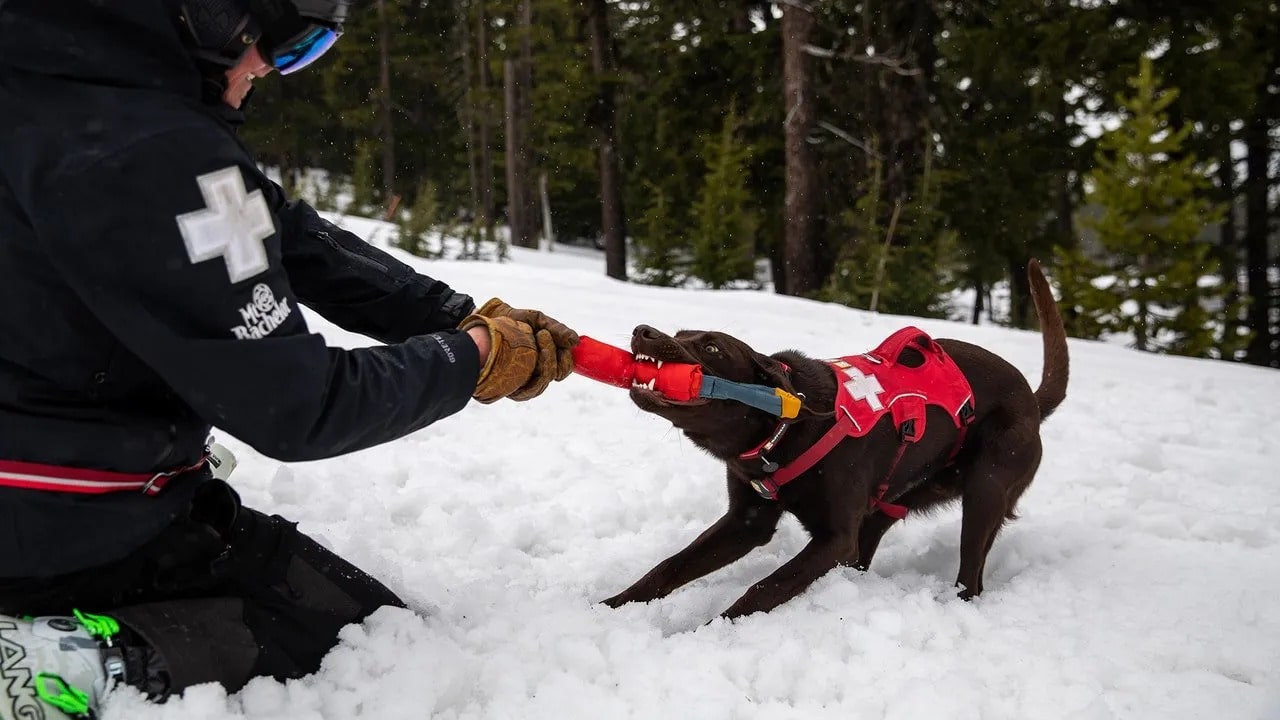 Ruffwear Pacific Loop