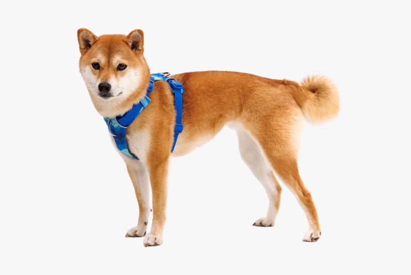 Ruffwear Front Range Harness