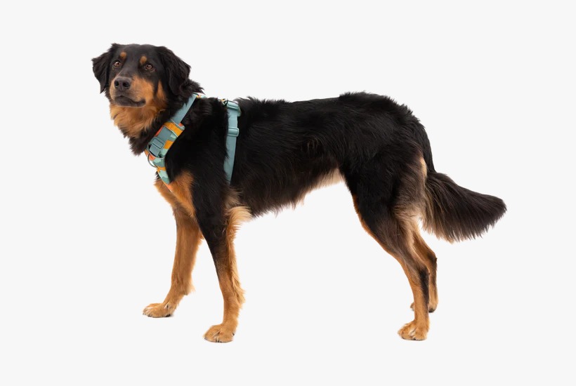 Ruffwear Front Range Harness