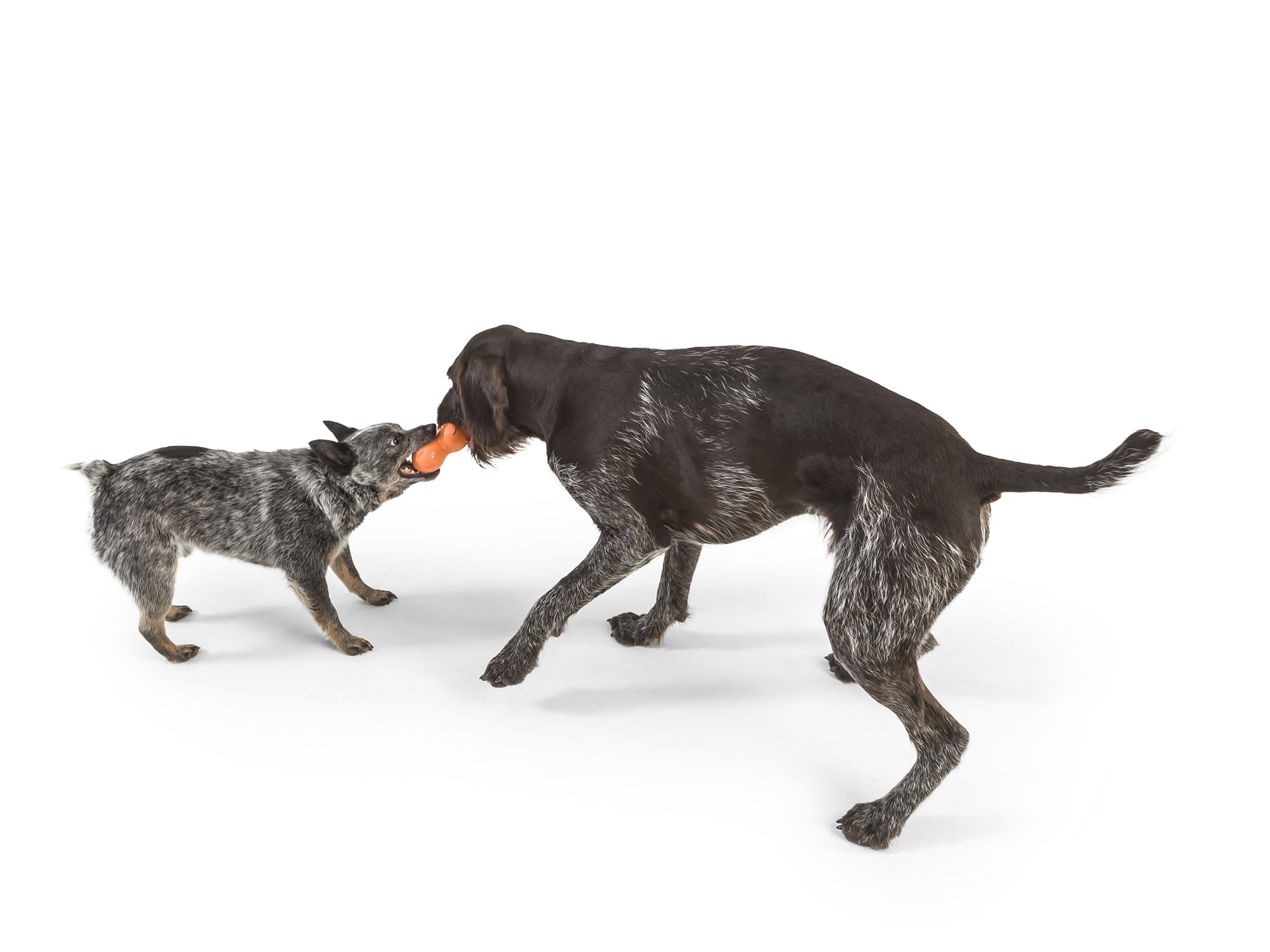 Zogoflex Rumpus Chew Toy