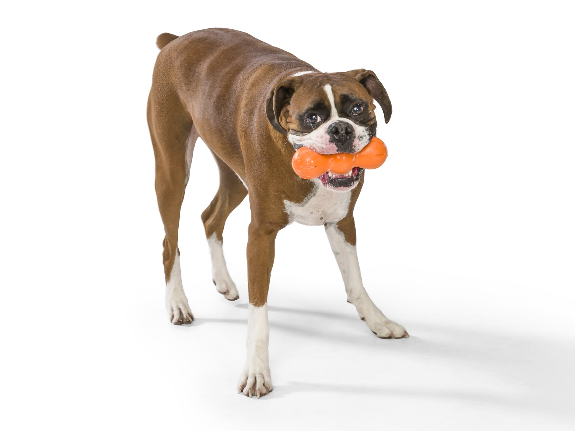 Zogoflex Rumpus Chew Toy