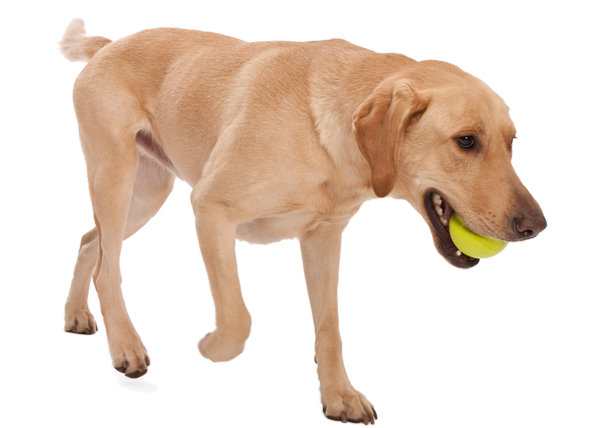 Zogoflex Jive Ball