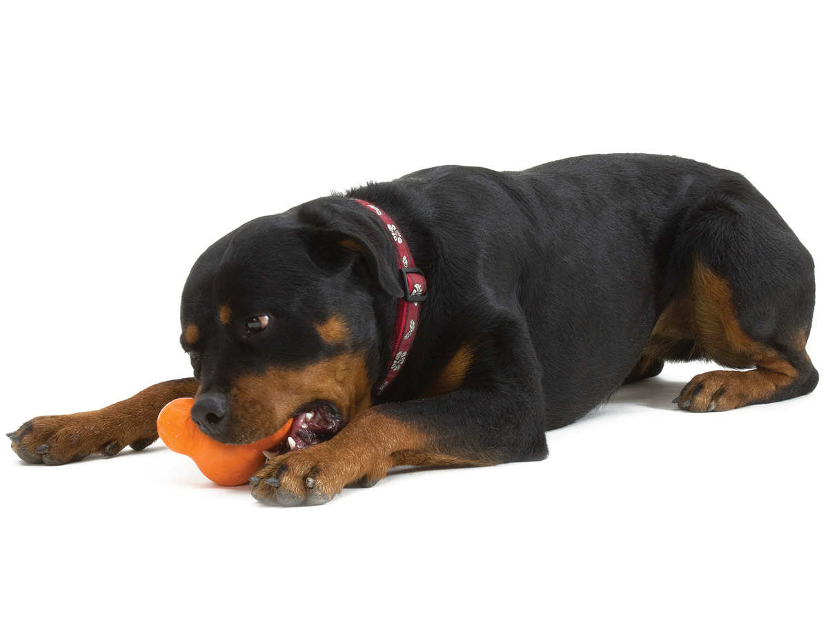 Zogoflex Tux Treat Toy